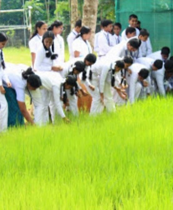 Nallapaadam